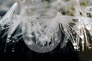 Close-up of white dandelion fluff with water drops