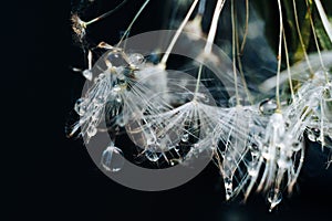 Close-up of white dandelion fluff with water drops