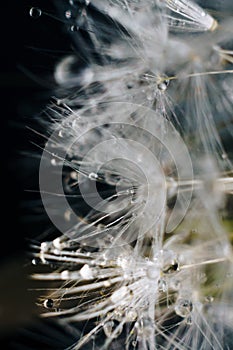 Close-up of white dandelion fluff with water drops