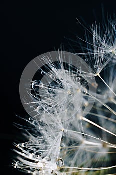 Close-up of white dandelion fluff with water drops