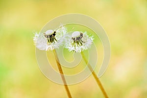Close-up of white dandelion with seeds, on Blurred yellow background.Meadow of bright yellow dandelions, green grass with bokeh