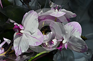 Close up white and dark purple Phalaenopsis orchid flowers in full bloom in a garden pot in a sunny summer day, beautiful outdoor