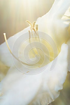 Close up white daylily