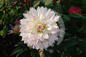 A close up of white, delicately blushed with lilac-pink at the tips dahlia of the `Crazy Love` variety