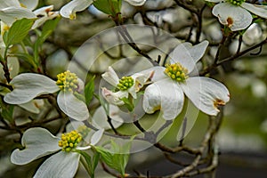 Close-up White Flowering Dogwood Flowers