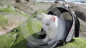 A close-up of a white domestic cat on the street enjoying the sun on a stone.