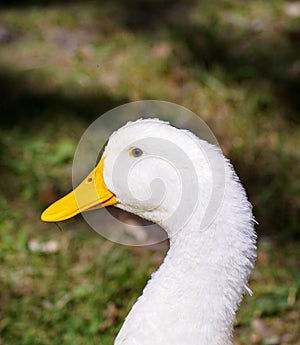 Close up of a white domestic duck