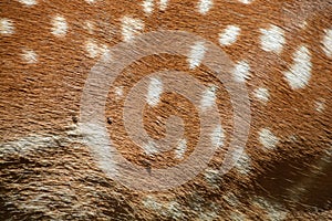 Close up of a white dotted brown hairy skin