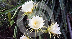 Close up of white dragon fruit flowers