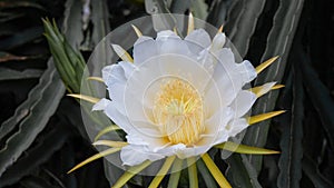 Close up of white dragon fruit flowers