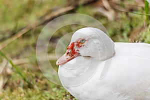 Close up of white duck near a lake, blurred background.