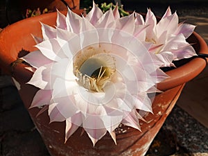 Close-up of a white echinopsis or lobivia flower