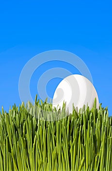 Pohled zblízka na bílý vejce v zelená tráva 