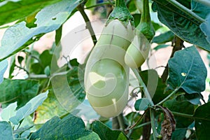 Close up of white eggplant growing under the sunlight.