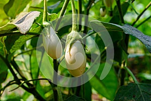 Close up of white eggplant growing under the sunlight o.