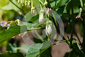 Close up of white eggplant growing under the sunlight on the plant.