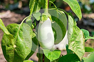 Close up of white eggplant growing under the sunlight on the plant in the garden