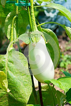 Close up of white eggplant growing under the sunlight on the plant in the garden