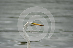 Close-up of a white egret balancing on a rope over the Tiete river