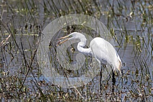Great White Egret with a frog escaping from its beak