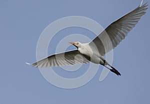 Close up of White Egret in Flight