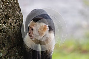 Close-up of a white-faced capuchin monkey looking aside, Quepos, Costa Rica