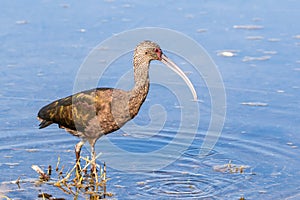 Close up of White-faced Ibis Plegadis chihi searching for food in the shallow wetlands of Merced National Wildlife Refuge,