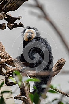 Close-Up White-Faced Saki Male Monkey