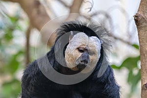 Close Up Of A White-Faced Saki Male Monkey