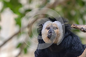 Close Up Of A White-Faced Saki Male Monkey