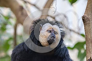 Close-Up White-Faced Saki Monkey