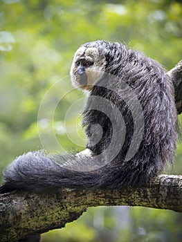 Close-up of White-faced saki monkey