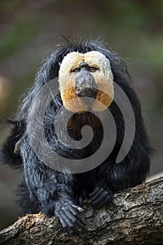 Close-up of White-faced saki monkey