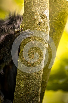 Close up of a white-faced saki monkey on a forest tree