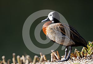 Close-up of a White-faced whistling duck