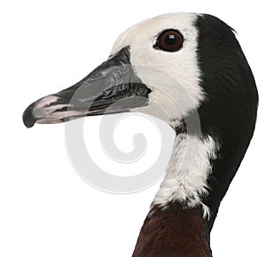 Close-up of White-faced Whistling Duck, Dendrocygna viduata