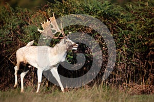 Close up of a white Fallow deer in autumn