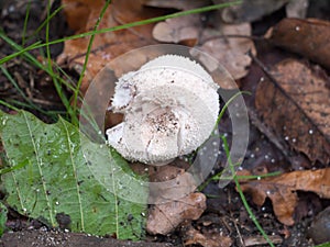 Close up of white fat mushroom forest floor