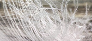 Close-up of a white feather