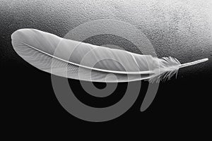 Close up white feather on black background.