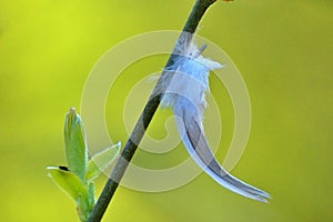 Feather on a branch photo