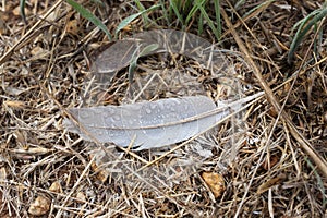 Close up of a white feather with dew drops on the ground.