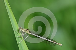 Close-up of a white feather dragonfly Platycnemis perched on a blade of grass in summer, against a green background