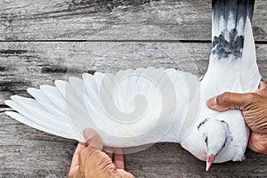 Close up white feather wing of homing pigeon bird on wood floor