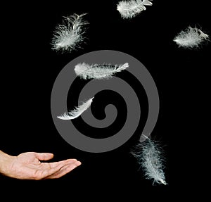 Close up of white feathers