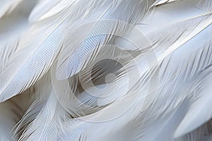 Close up of white feathers