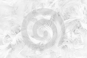 close up of white feathers detail