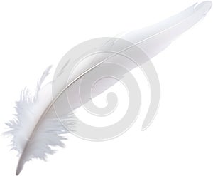 Close-up of white feathers inspired by a white cockatoo.