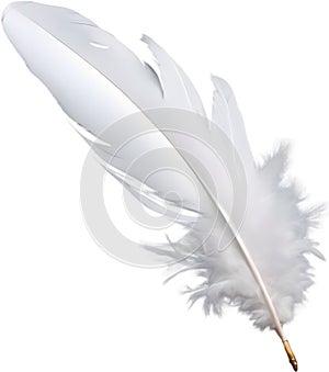 Close-up of white feathers inspired by a white cockatoo.