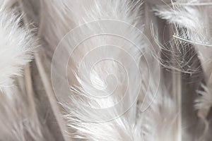 close up white feathers organic background. High quality photo